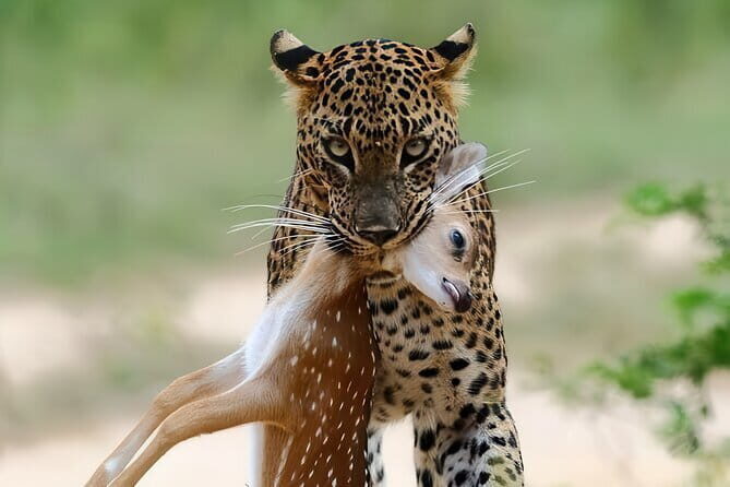 Explore Wild Wonders of Yala - Exploring Wild Wonders of Yala: A Practical Guide to the Safari Experience