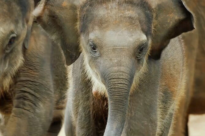 Explore Wild Wonders of Yala - The Sum Up: Who Will Love This Tour?