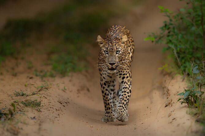 Explore Wilpattu National Park Private 4WD Tour - Key Points