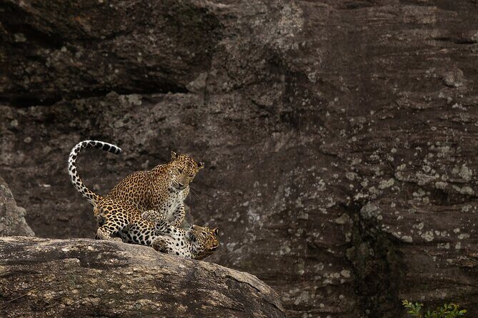 Explore Wilpattu National Park Private 4WD Tour - Why This Tour Offers Great Value