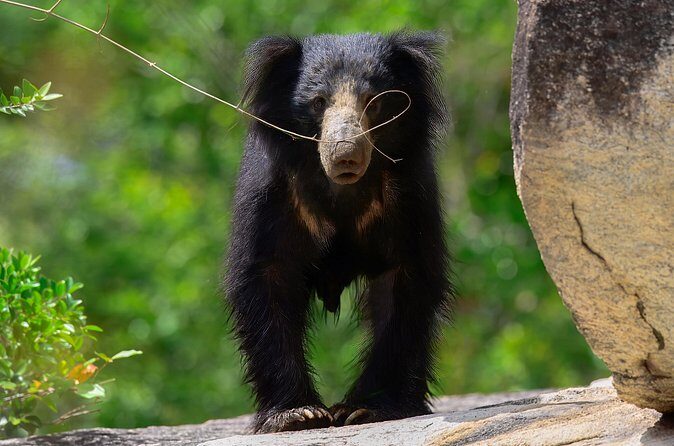 Explore Wilpattu National Park Private 4WD Tour - Final Thoughts