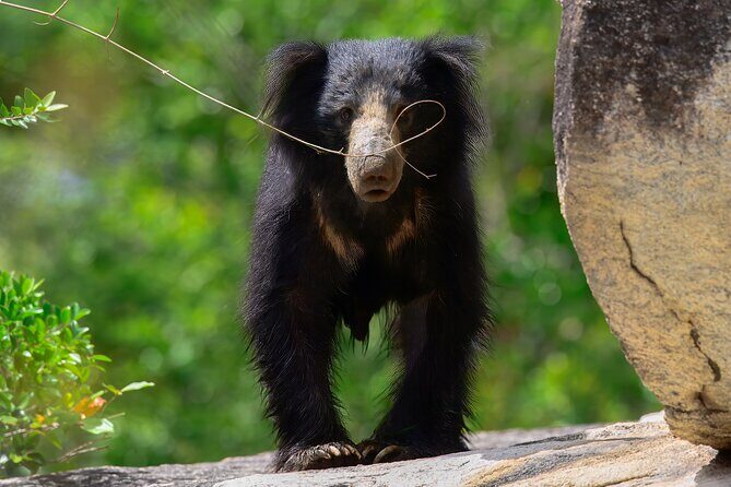 Explore Wilpattu National Park Private 4WD Tour - Frequently Asked Questions