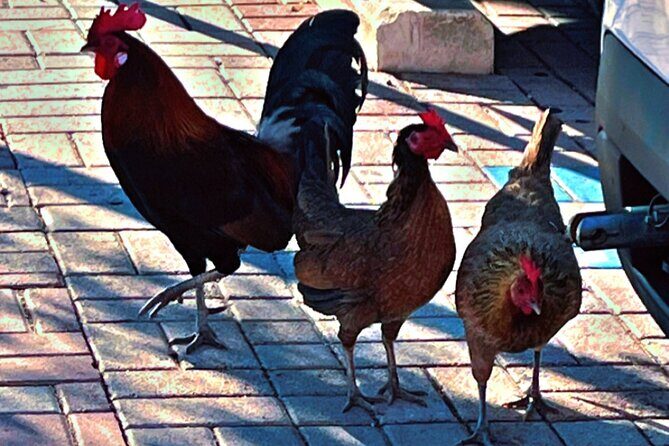 Exploring and Walking Food Tour of Cayo Hueso - Potential Drawbacks or Considerations