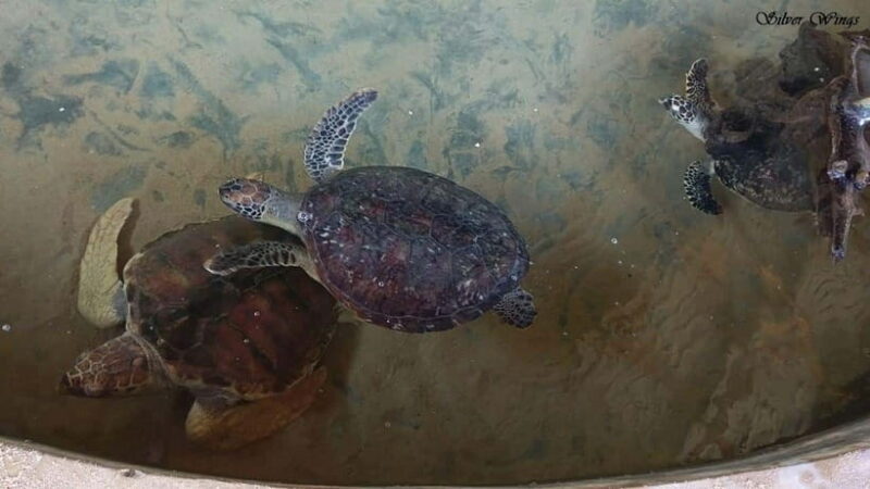 Exploring : Galle, Madu River & Turtle Hatchery Adventure - Key Points