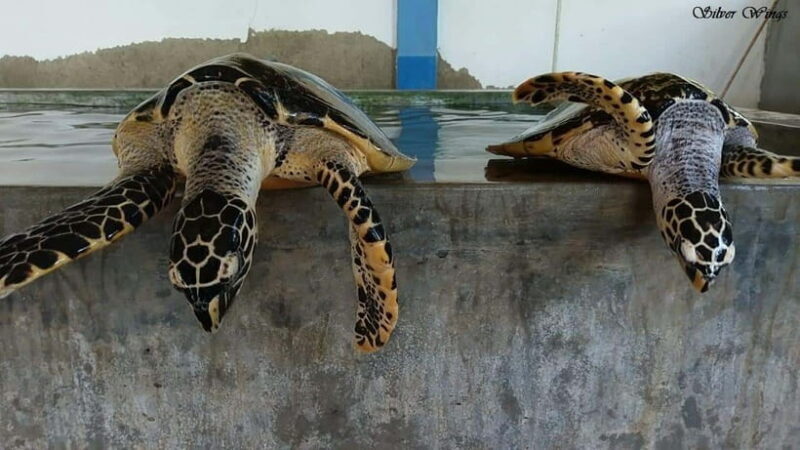 Exploring : Galle, Madu River & Turtle Hatchery Adventure - What We Think About the Value