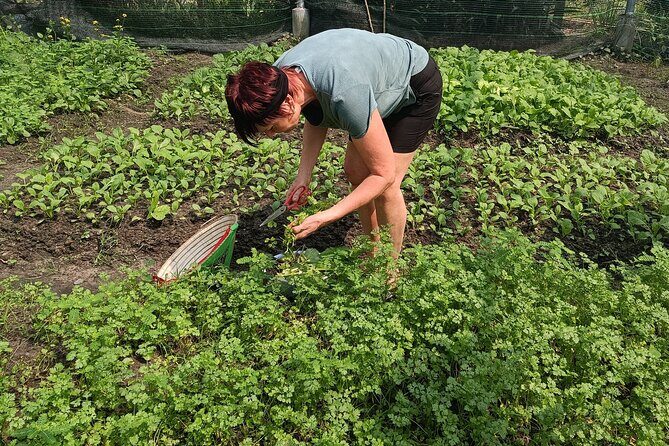 Exploring organic farm & Vietnamese Culinary with Master chef - Key Points