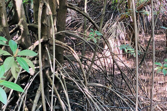 Exploring Singapores Forgotten Hills - A Thorough Breakdown of the Experience