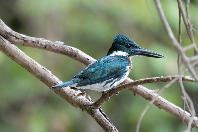 Exploring The Amazon Jungle 3D/2N At Amazon Mamori Lodge - Exploring the Amazon Jungle 3D/2N at Amazon Mamori Lodge