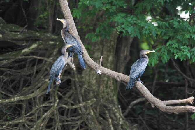 Exploring The Amazon Jungle 3D/2N At Amazon Mamori Lodge - A Detailed Look at the Amazon Mamori Lodge Tour