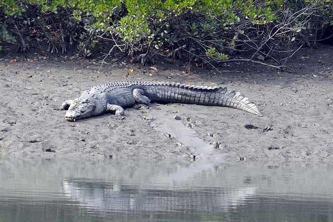 Exploring the beauty of Sunderban - Exploring the Beauty of Sunderban: A Practical Review