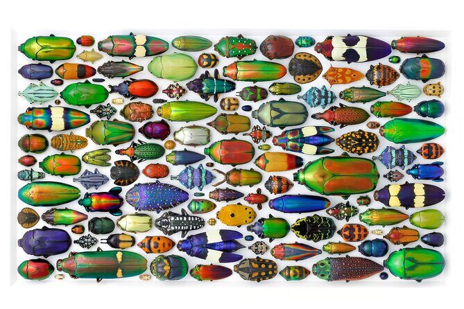 Exquisite Creatures Exhibit By Christopher Marley - Who Should Visit?