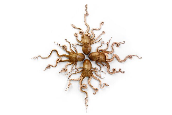 Exquisite Creatures Exhibit By Christopher Marley - FAQ