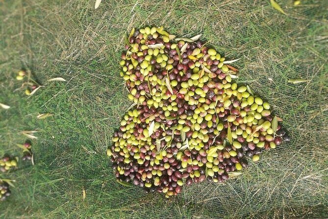 Extra Virgin Olive Oil Experience - Who Should Book This Experience?