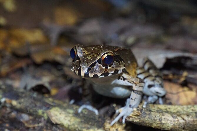 Extreme Calderon - Final Thoughts