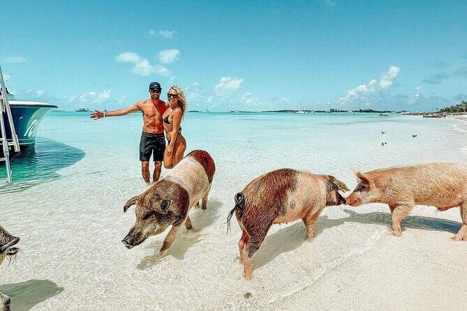 Exuma Full Day Swimming Pigs Group Boat Tour - Key Points