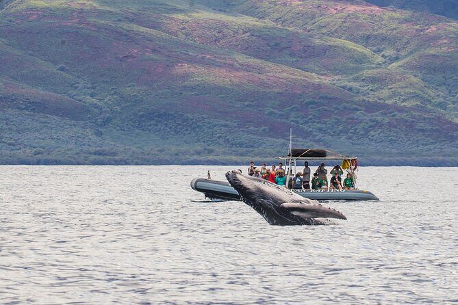 Eye-Level Whale or Dolphin Watching Eco-Raft Tour from Lahaina - Setting Sail on Maui’s Marine Life: Eye-Level Whale or Dolphin Watching Eco-Raft Tour