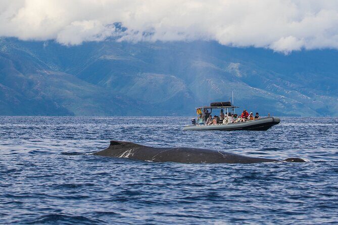 Eye-Level Whale or Dolphin Watching Eco-Raft Tour from Lahaina - Final Thoughts: The Value of a Close-Up Marine Adventure