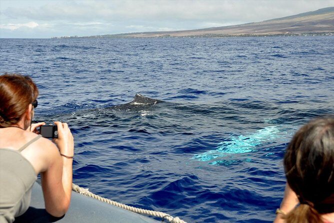 Eye-Level Whale or Dolphin Watching Eco-Raft Tour from Lahaina - FAQ