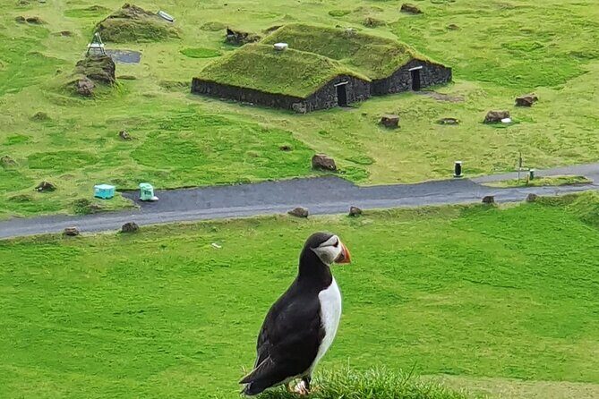 Eyjascooter Puffin Tour in Iceland - Discover Heimaey Island with the Eyjascooter Puffin Tour