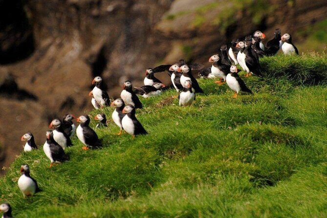 Eyjascooter Puffin Tour in Iceland - Key Points