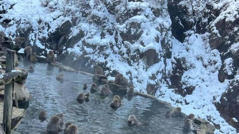 F: Tokyo:Nagano snow monkey/Zenko Ji temple private day tour - Key Points