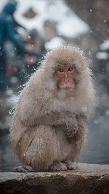 F: Tokyo:Nagano snow monkey/Zenko Ji temple private day tour - A Close Look at the Itinerary and What to Expect