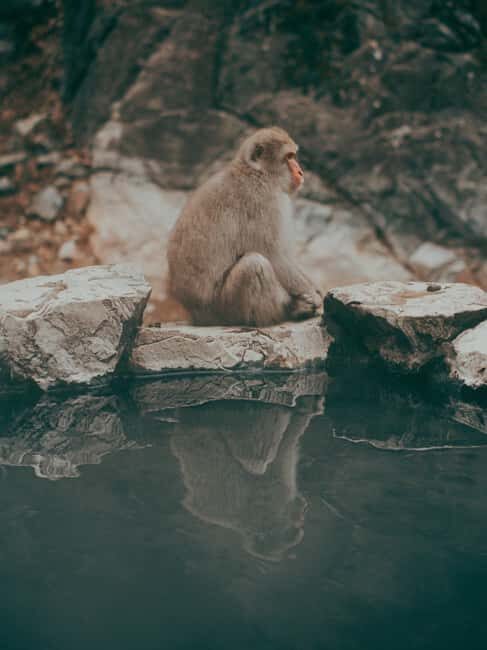 F: Tokyo:Nagano snow monkey/Zenko Ji temple private day tour - Who Would Love This Tour?