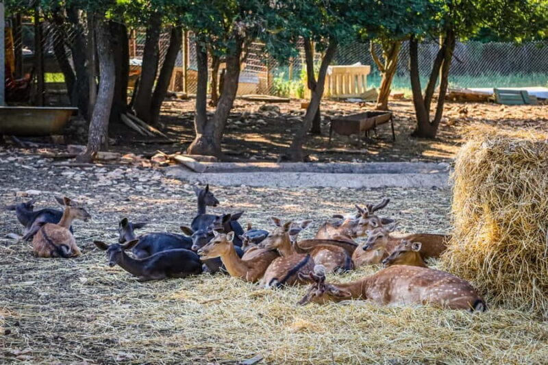Faana/Pula: Guided 2-Hour Istrian Escape Buggy Tour - The Sum Up