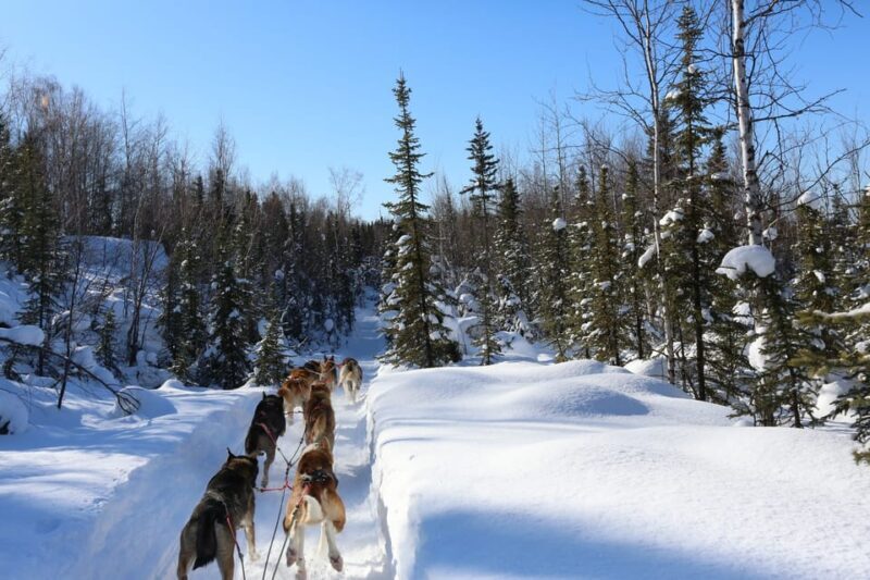 Fairbanks: 1-Hour Alaskan Winter Dog Sledding Adventure - Fairbanks: 1-Hour Alaskan Winter Dog Sledding Adventure