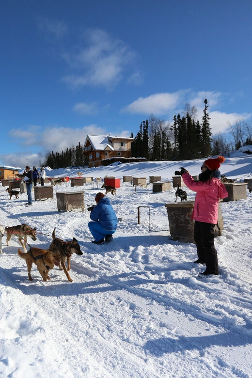 Fairbanks: 1-Hour Alaskan Winter Dog Sledding Adventure - The Sum Up