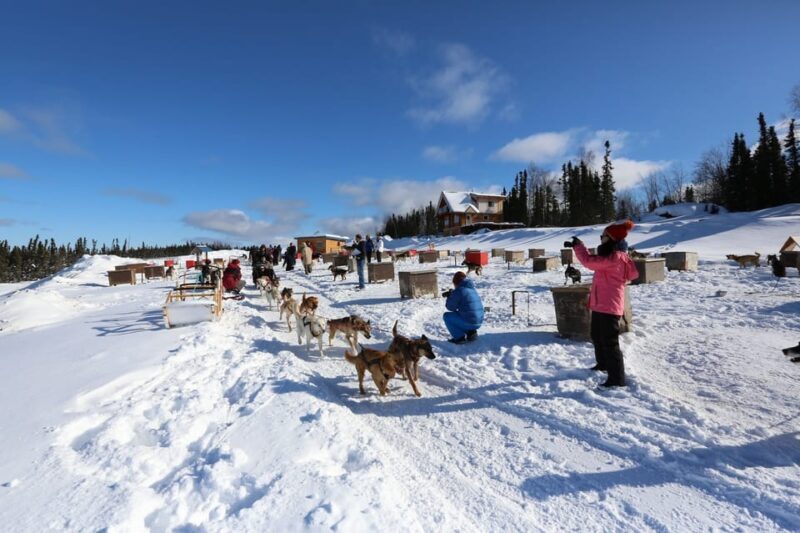 Fairbanks: 1-Hour Alaskan Winter Dog Sledding Adventure - FAQ
