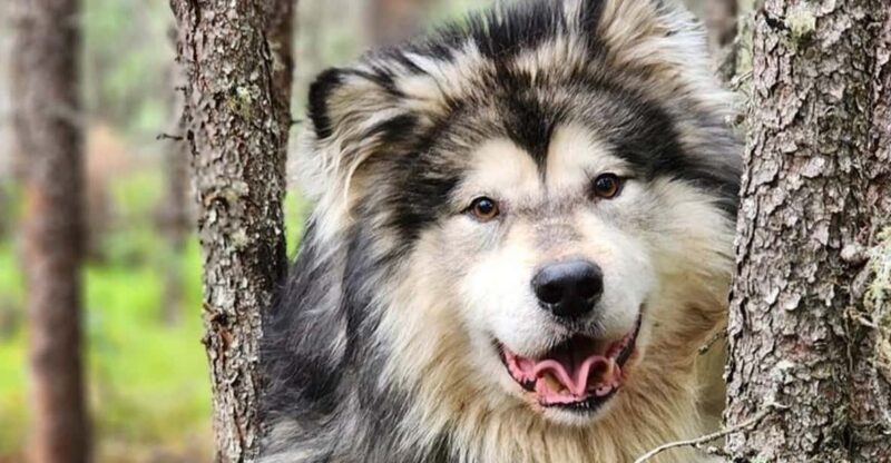 Fairbanks: Alaskan Summer Sled Dog Adventure - Fairbanks: Alaskan Summer Sled Dog Adventure