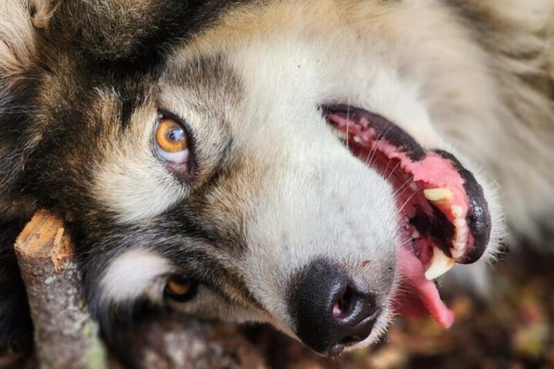 Fairbanks: Alaskan Summer Sled Dog Adventure - An Authentic Glimpse into Alaska’s Sled Dog Heritage