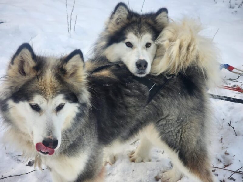 Fairbanks: Alaskan Summer Sled Dog Adventure - Meeting the Dogs and Learning Their Story