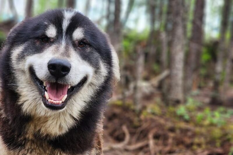 Fairbanks: Alaskan Summer Sled Dog Adventure - The Sum Up: Who Should Consider This Tour?