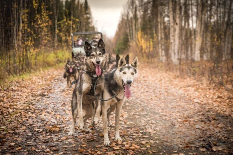 Fairbanks: Dog Mushing through Fall Landscapes on a UTV - A Deep Dive into the UTV Fall Mushing Tour