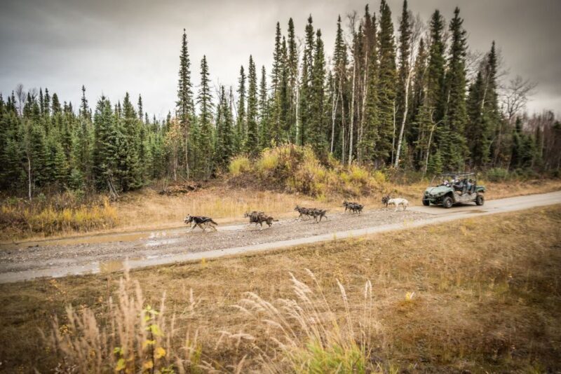 Fairbanks: Dog Mushing through Fall Landscapes on a UTV - Who Will Love This Tour