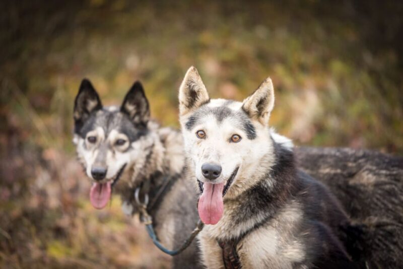 Fairbanks: Dog Mushing through Fall Landscapes on a UTV - FAQ
