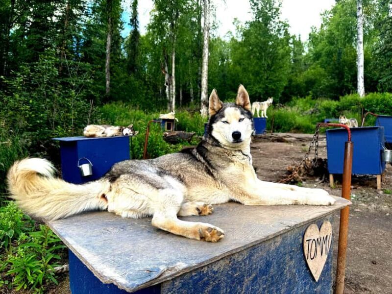 Fairbanks: Husky Hiking Tour - Exploring the Husky Hiking Tour: An In-Depth Review