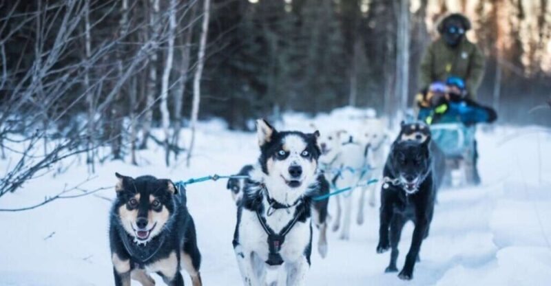 Fairbanks: Private Mush on the Historic Yukon Quest Trail - Fairbanks: Private Mush on the Historic Yukon Quest Trail — A Full Review