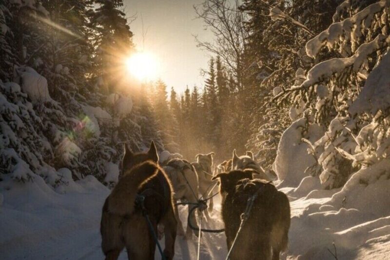 Fairbanks: Private Mush on the Historic Yukon Quest Trail - Who This Tour Suits Best