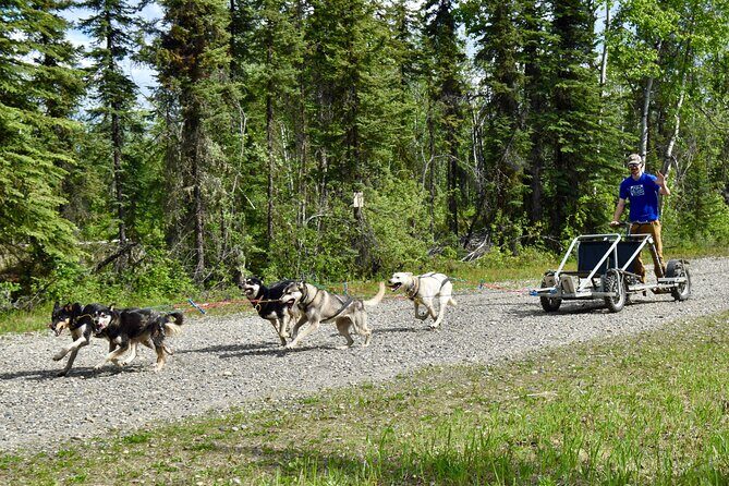 Fairbanks Sled Dog Adventure with Campfire & S'mores - Possible Drawbacks and Considerations