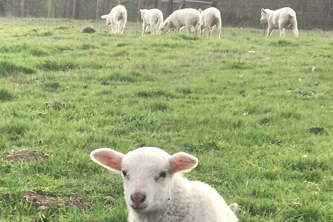 Faithful Hands Farm Tour - Faithful Hands Farm Tour: A Taste of Authentic Farm Life in Seattle