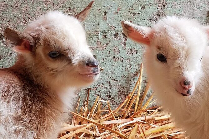 Faithful Hands Farm Tour - Key Points