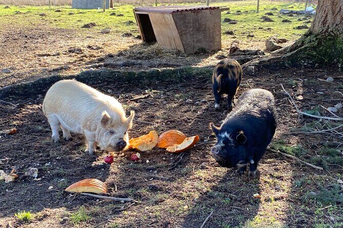 Faithful Hands Farm Tour - The Sum Up: Who Will Love This Tour?