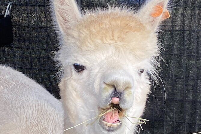 Faithful Hands Farm Tour - FAQs