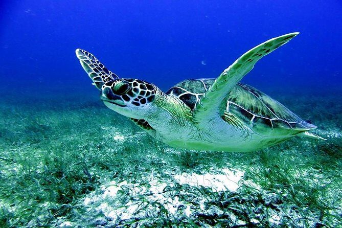 Fajardo Afternoon Snorkeling Adventure Tour - An In-Depth Look at the Fajardo Afternoon Snorkeling Tour