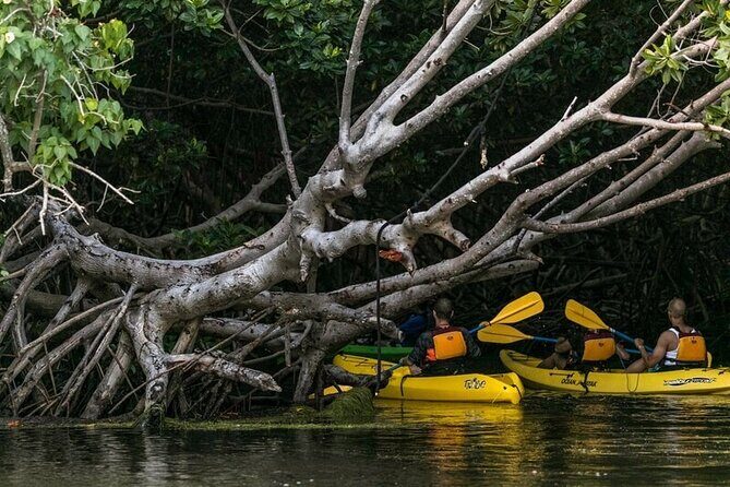 Fajardo Bioluminescent Bay Night Kayak Adventure from San Juan - Key Points