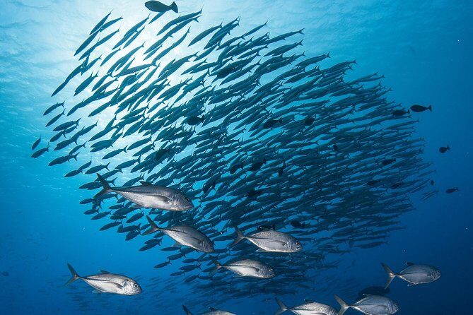 Fakarava 2-tank Certified Scuba Dive - Exploring Fakarava’s Underwater World