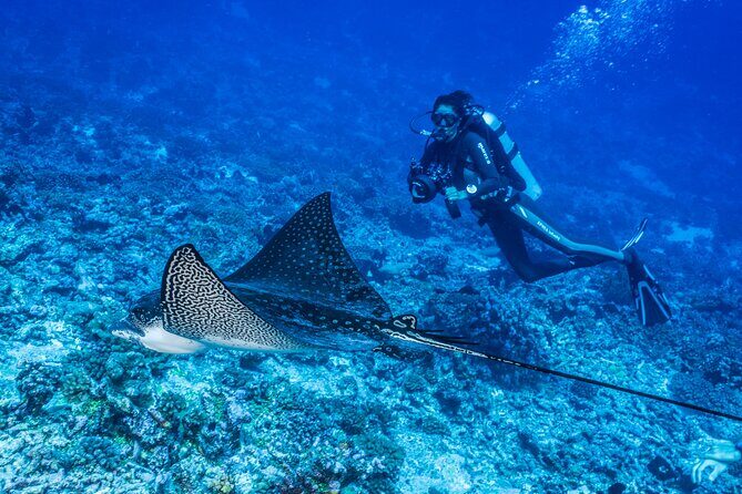 Fakarava 2-tank Certified Scuba Dive - The Practicalities and Considerations